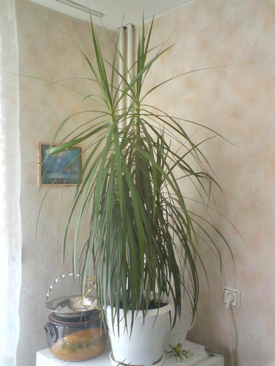 DSC00170