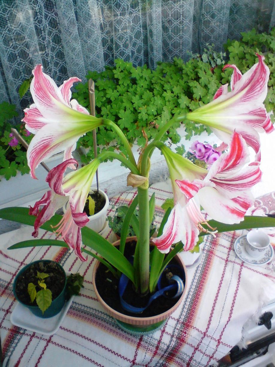 DSC00175