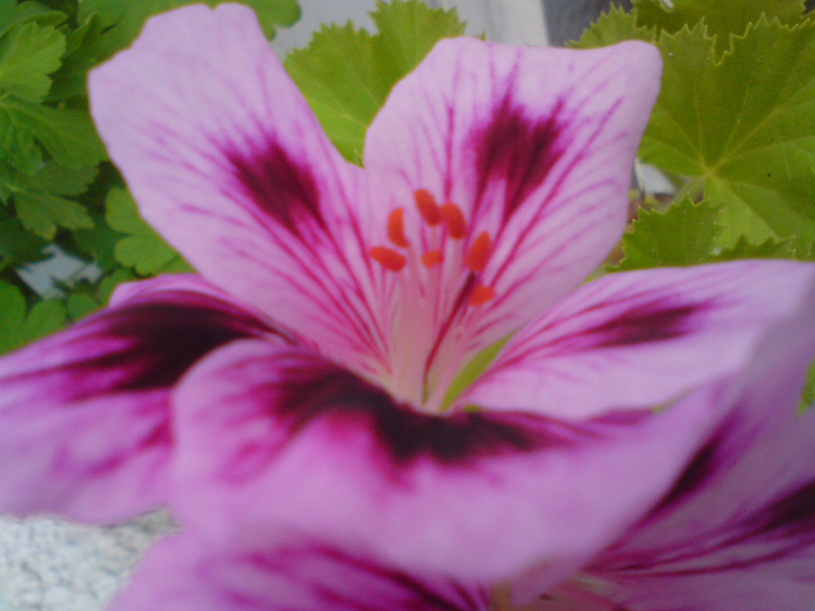 DSC00222