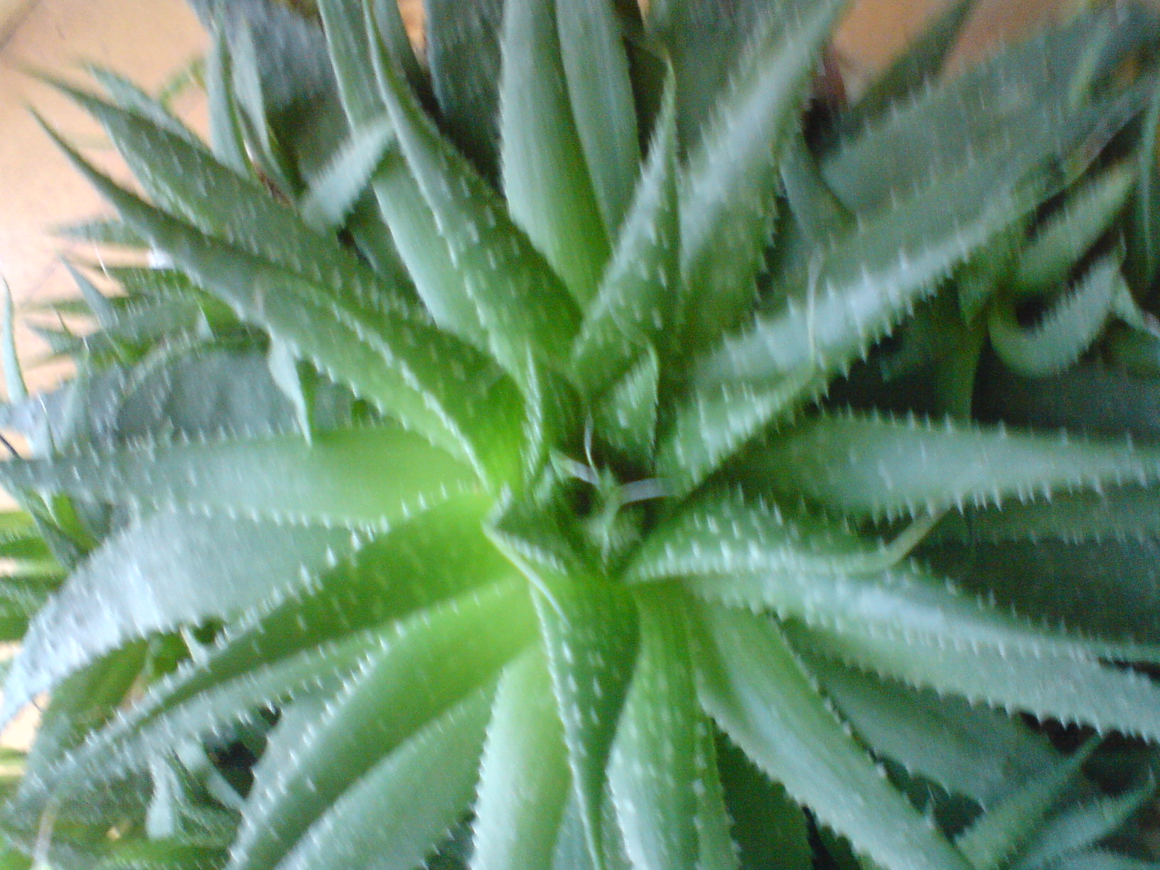 DSC00229
