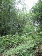 Yingxi- bamboo forest-01