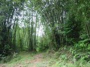 Yingxi- bamboo forest-02