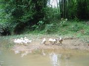 Yingxi- bamboo forest-03 geese