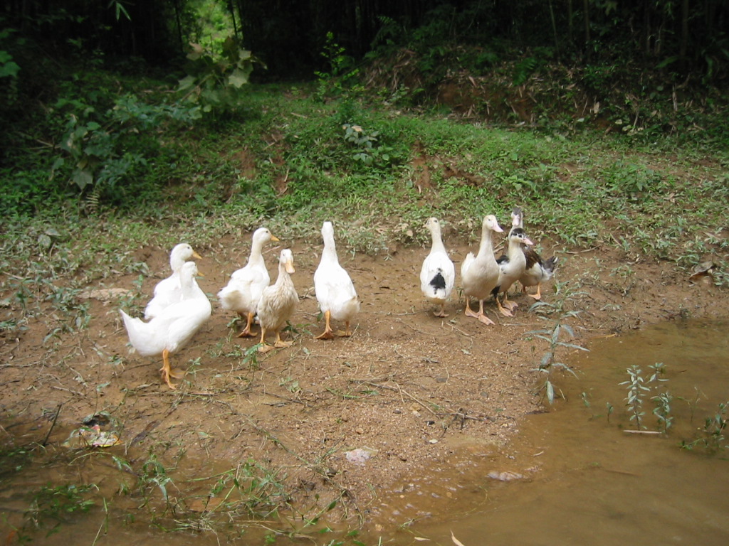 Yingxi- bamboo forest-04 geese