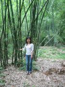 Yingxi- bamboo forest-YingYing-04