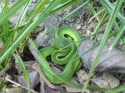Tai He Dong-green snake