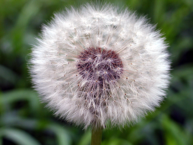 dandelion