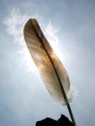 feather