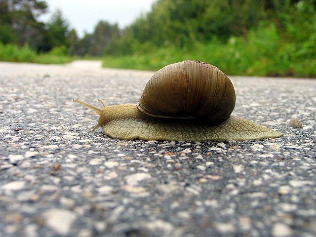 snail