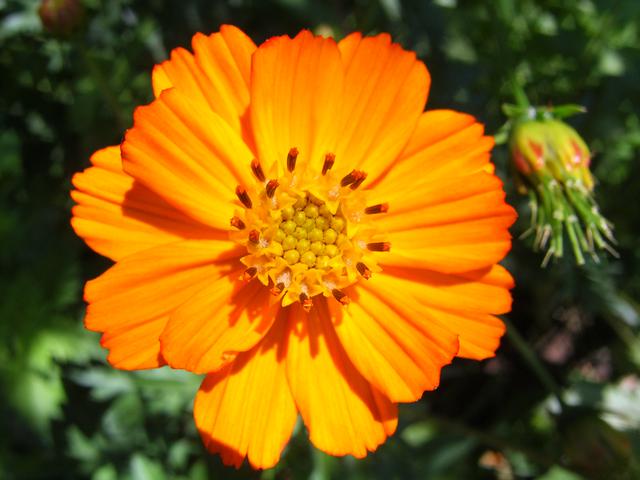 flower4