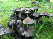 mushrooms I