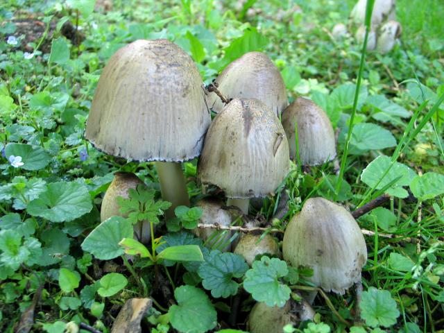 mushrooms II