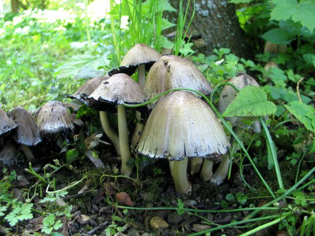 mushrooms III