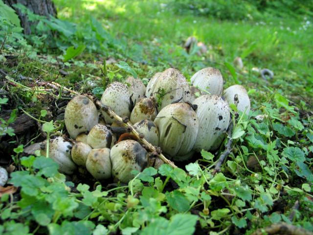 more mushrooms