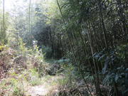 Сядонг, бамбукова гора - Xiadong, bamboo forest