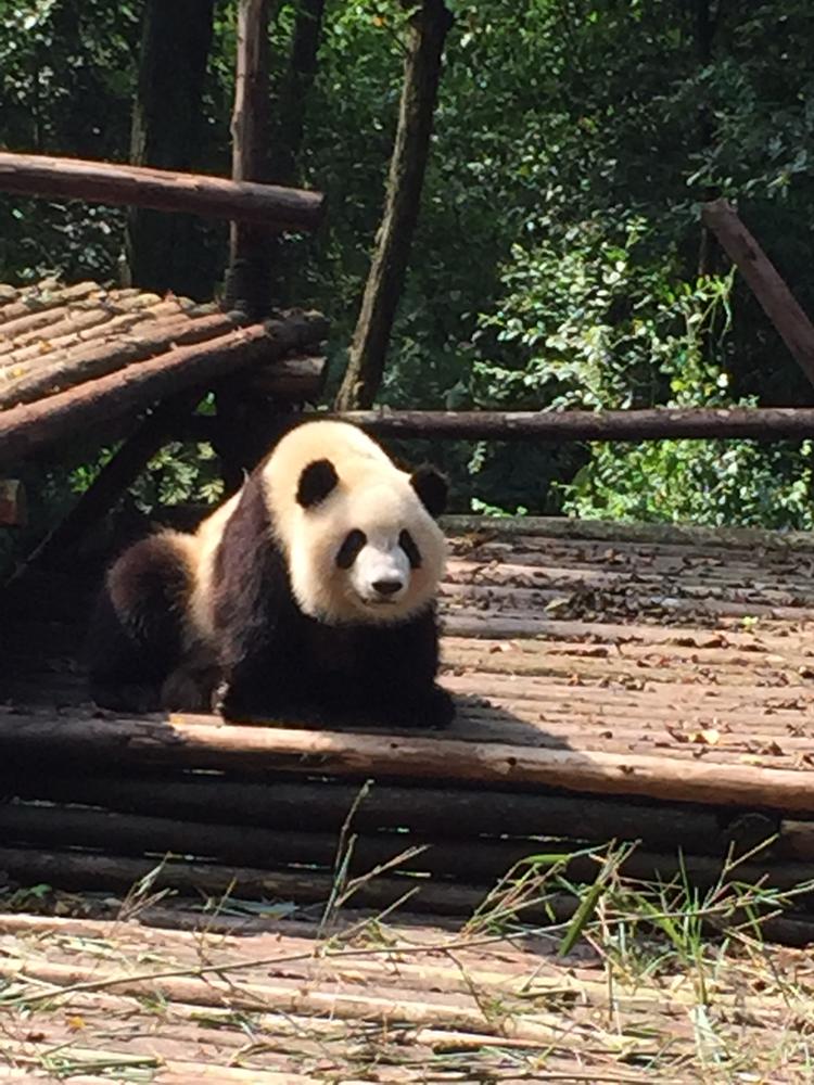 Chengdu (成都): в Изследователския център на пандата