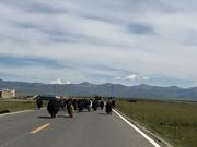 По пътя от Yushu (玉树，ཡུལ་ཤུལ་གྲོང་ཁྱེར།) до Madoi (玛多，རྨ་སྟོད་རྫོང), стада якове, на 4550 м височина