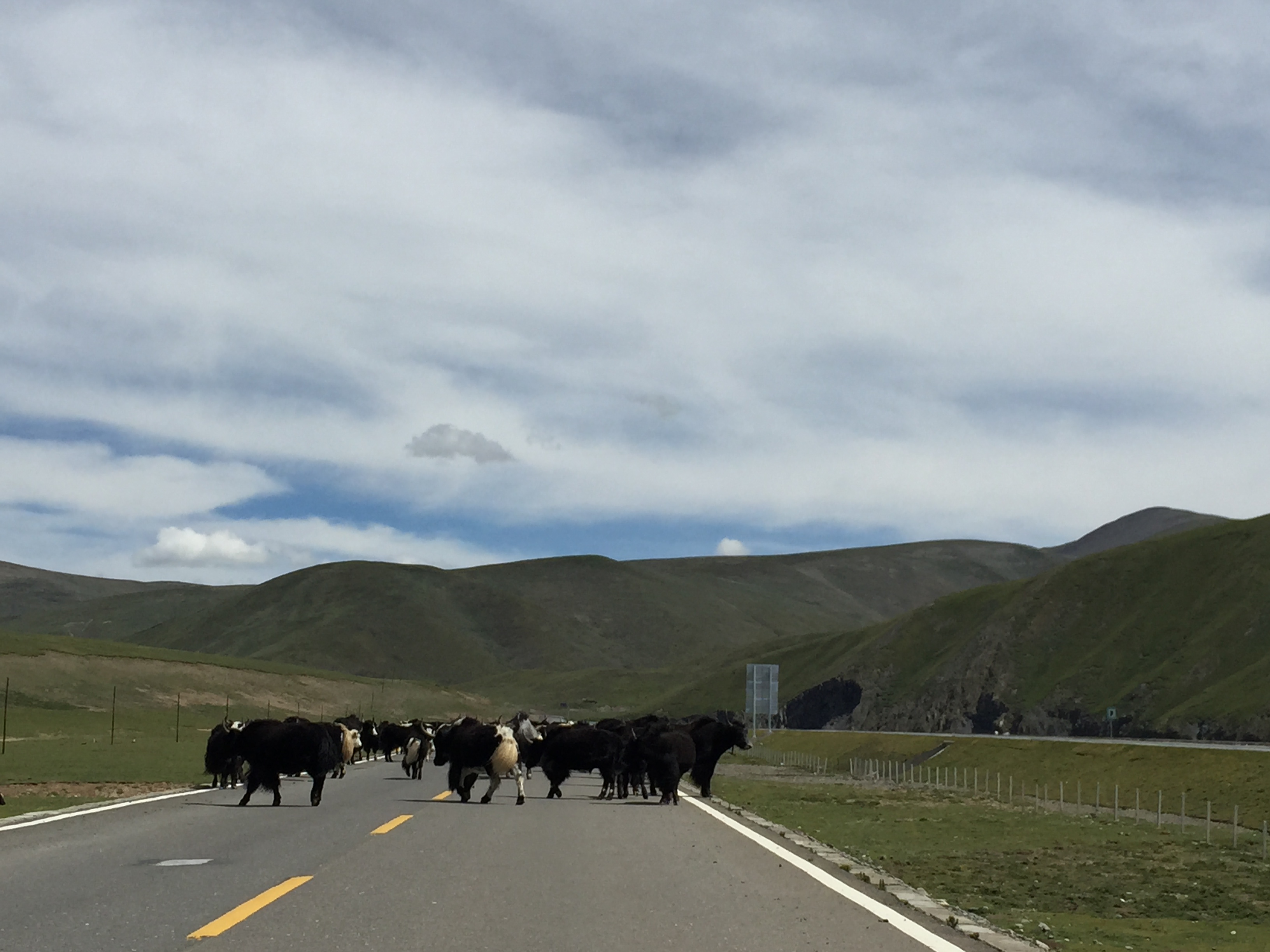 По пътя от Yushu (玉树，ཡུལ་ཤུལ་གྲོང་ཁྱེར།) до Madoi (玛多，རྨ་སྟོད་རྫོང), стада якове, на 4550 м височина