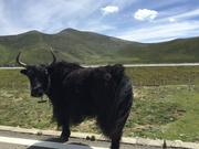 По пътя от Yushu (玉树，ཡུལ་ཤུལ་གྲོང་ཁྱེར།) до Madoi (玛多，རྨ་སྟོད་རྫོང), стада якове, на 4550 м височина