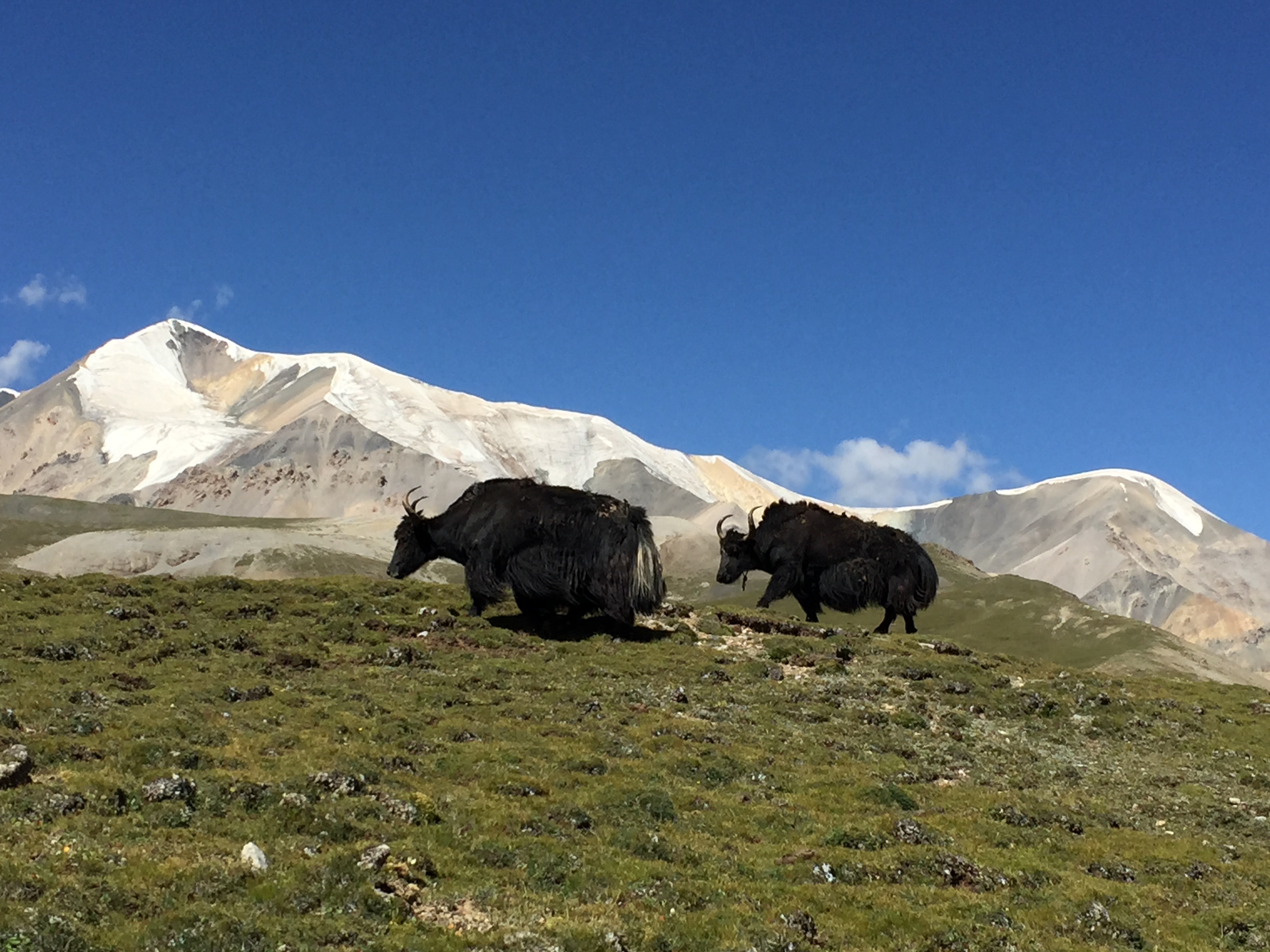 На планината Amnye Machen (阿尼玛卿山, ཨ་མྱེ་རྨ་ཆེན།), по склоновете, на 4600 м височина