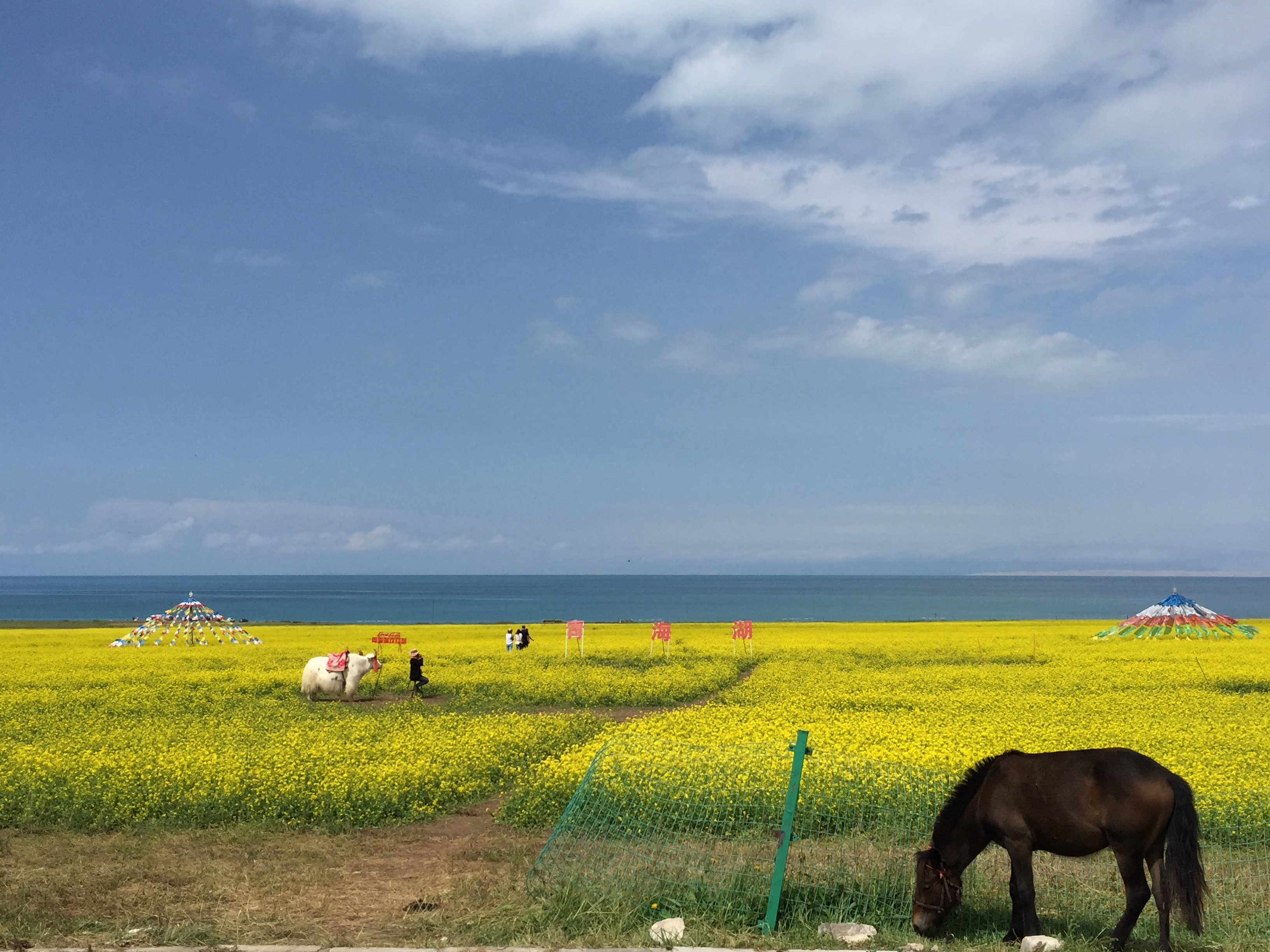 Езерото Чинхай (Qinghai lake, 青海湖，མཚོ་སྔོན་པོ།), на 3205 м височина