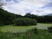 Jiulong- Yingxi mountain forest
Дзюлонг- куполни хълмове Ингси