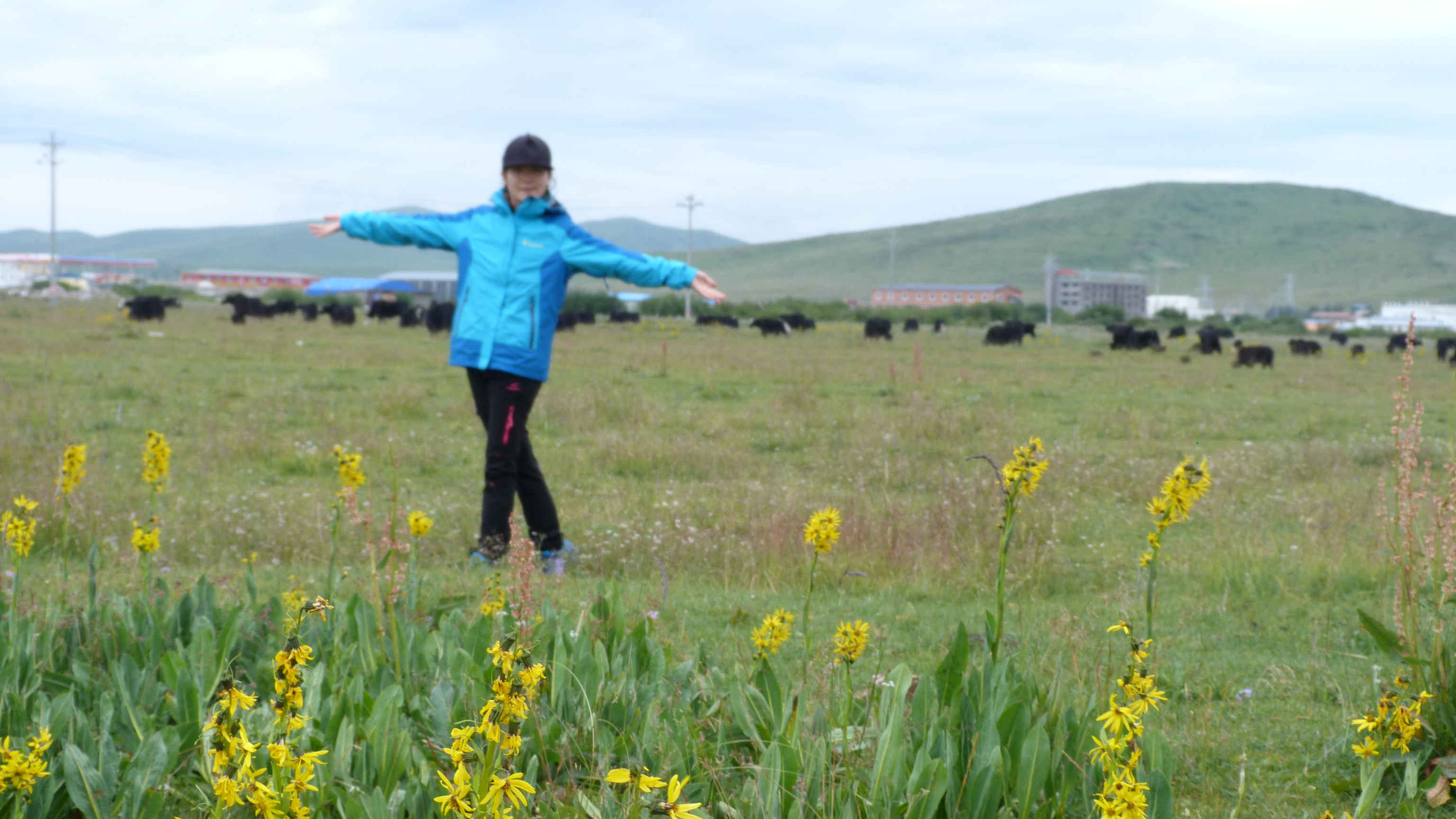 August 6: Zoige grasslands (若尔盖, མཛོད་དགེ་)，3410 m altitude Август 6: Степите Зойге (若尔盖, མཛོད་དགེ་), 3410 м височина