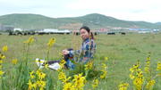 August 6: Zoige grasslands (若尔盖, མཛོད་དགེ་)，3410 m altitude Август 6: Степите Зойге (若尔盖, མཛོད་དགེ་), 3410 м височина
