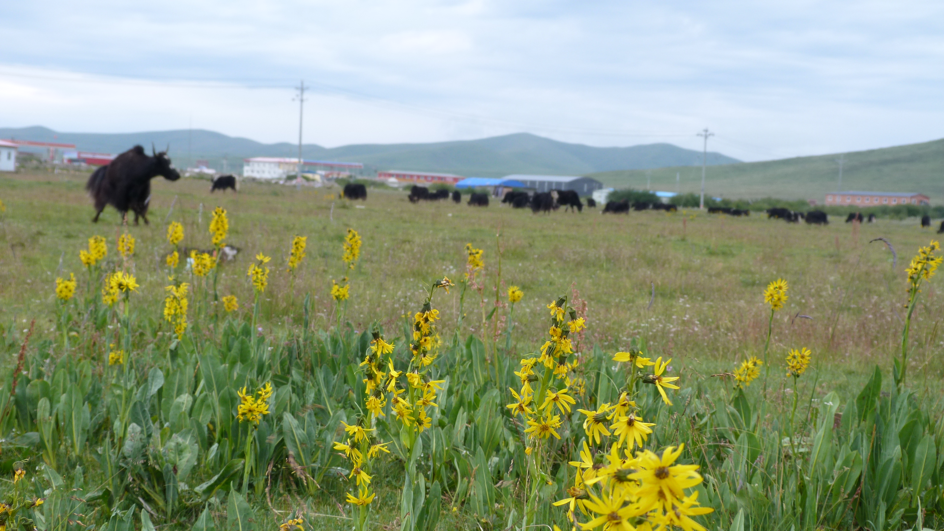 August 6: Zoige grasslands (若尔盖, མཛོད་དགེ་)，3410 m altitude Август 6: Степите Зойге (若尔盖, མཛོད་དགེ་), 3410 м височина