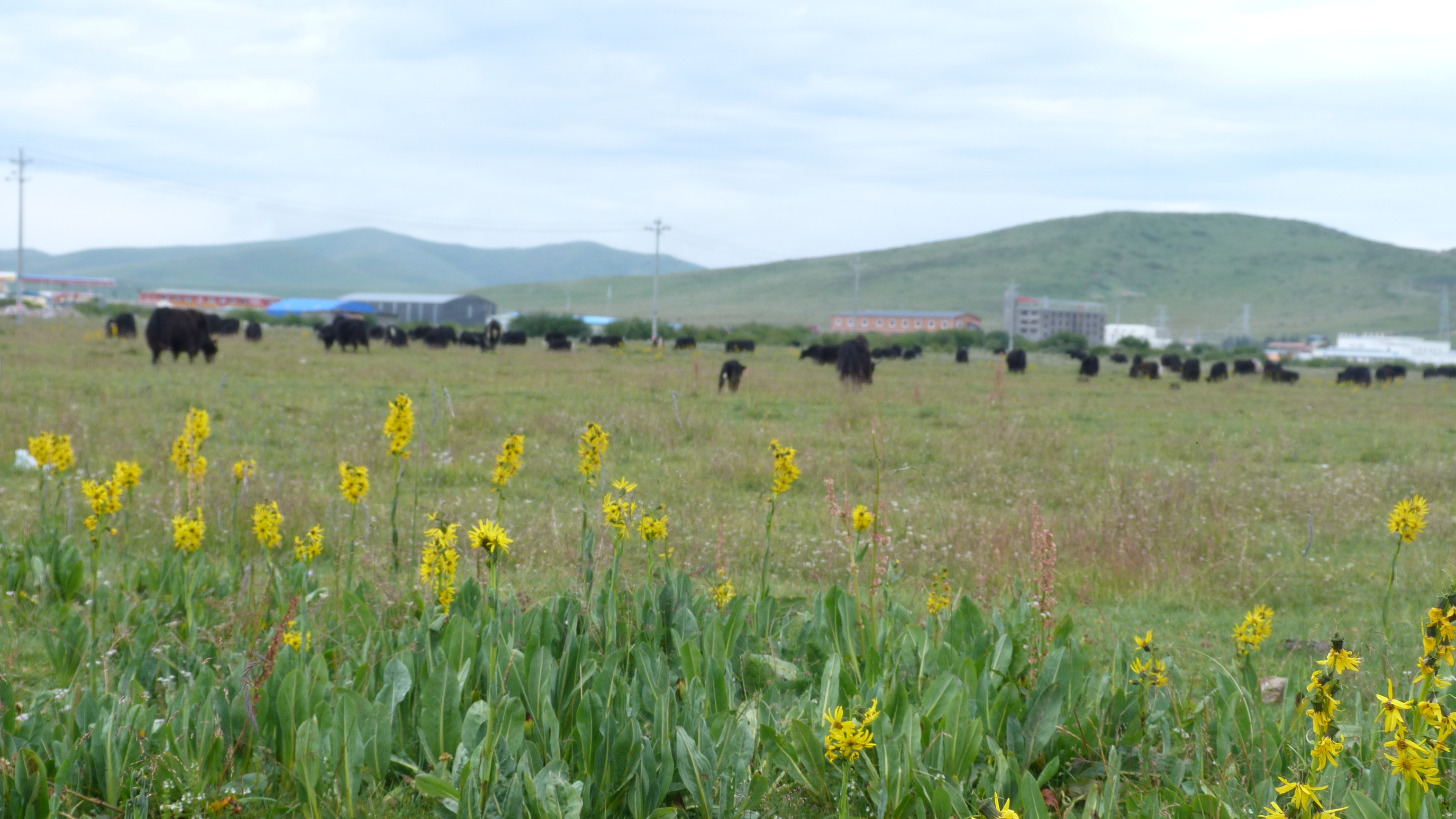 August 6: Zoige grasslands (若尔盖, མཛོད་དགེ་)，3410 m altitude Август 6: Степите Зойге (若尔盖, མཛོད་དགེ་), 3410 м височина