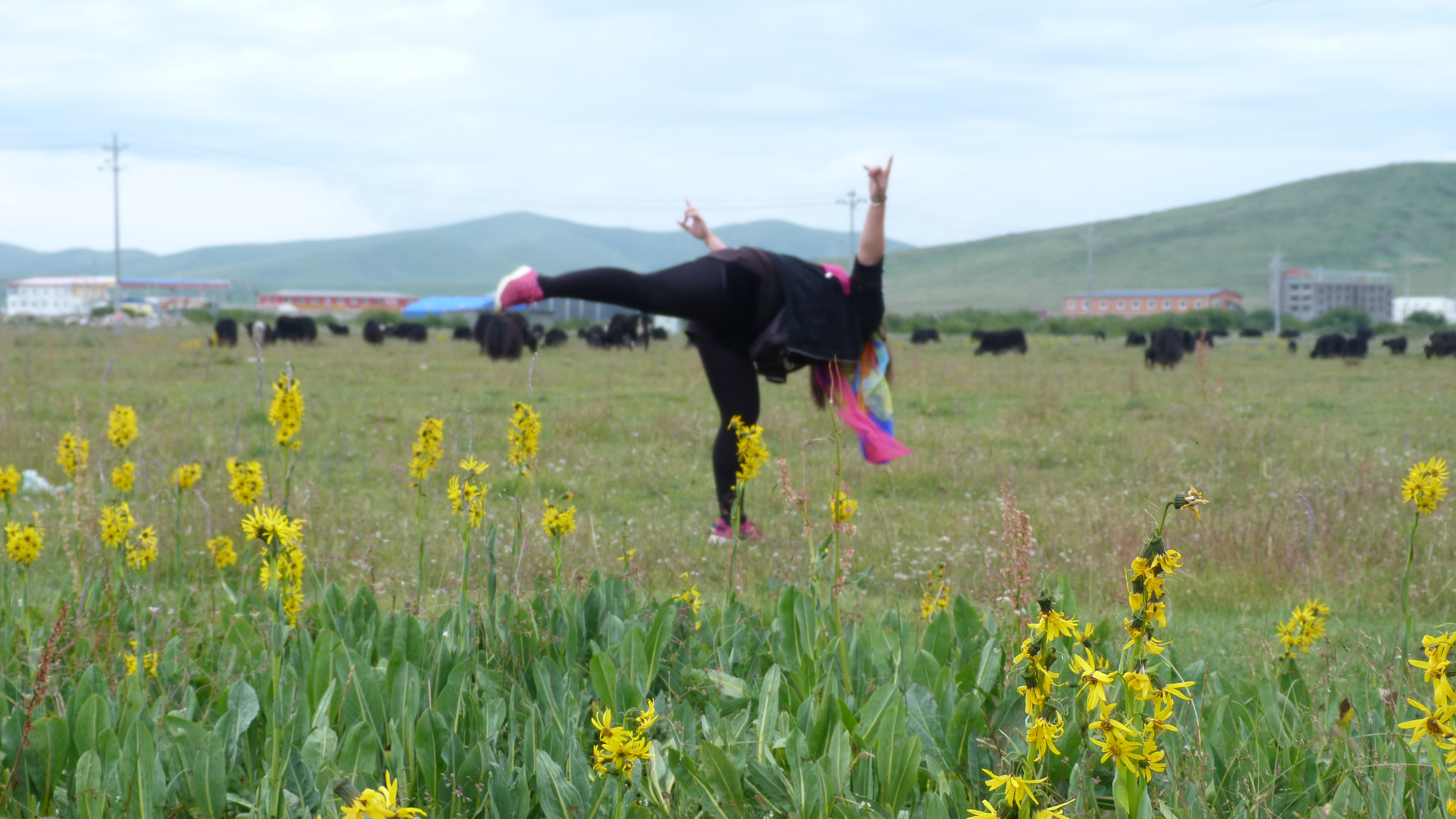 August 6: Zoige grasslands (若尔盖, མཛོད་དགེ་)，3410 m altitude Август 6: Степите Зойге (若尔盖, མཛོད་དགེ་), 3410 м височина