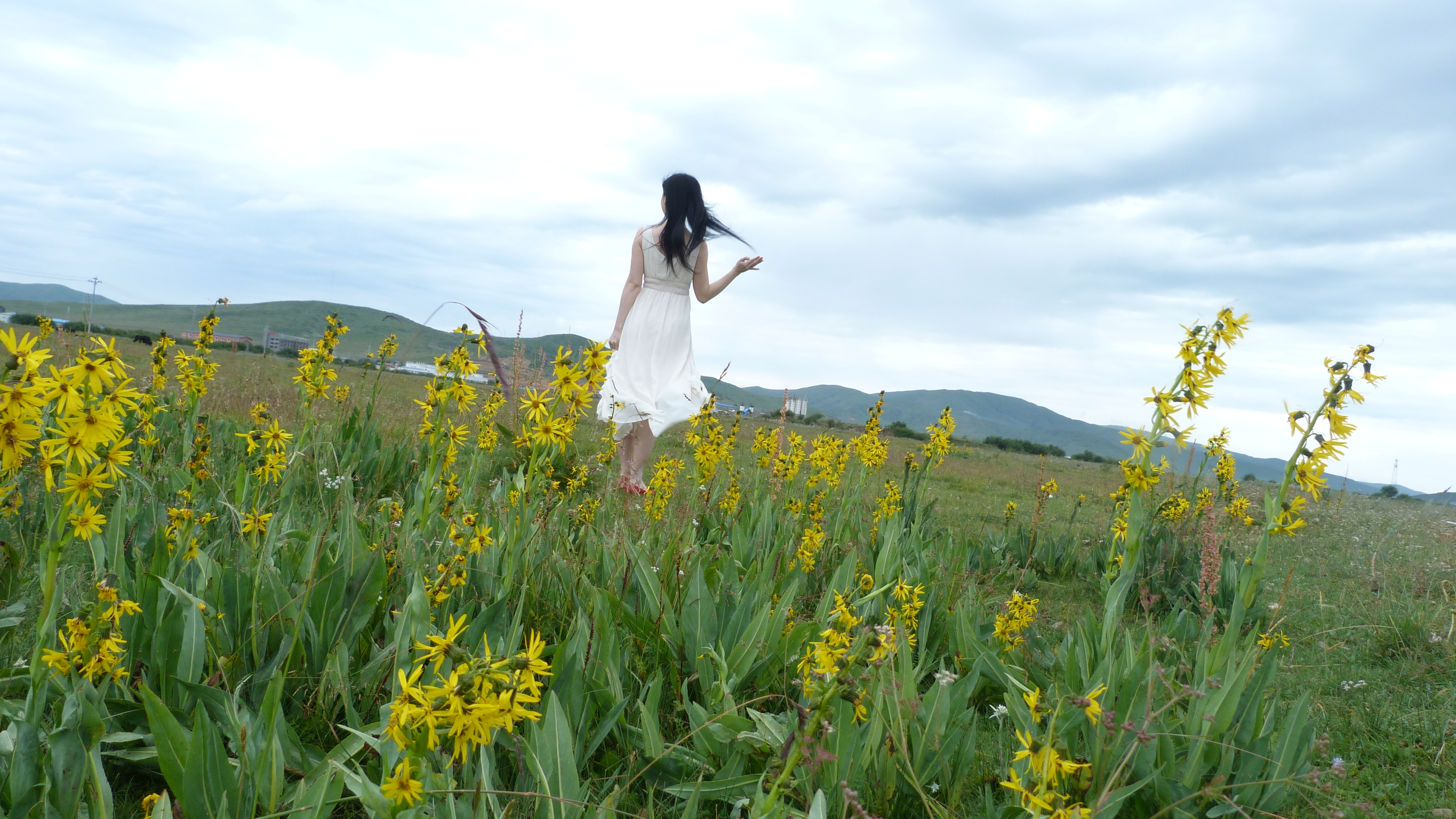 August 6: Zoige grasslands (若尔盖, མཛོད་དགེ་)，3410 m altitude Август 6: Степите Зойге (若尔盖, མཛོད་དགེ་), 3410 м височина