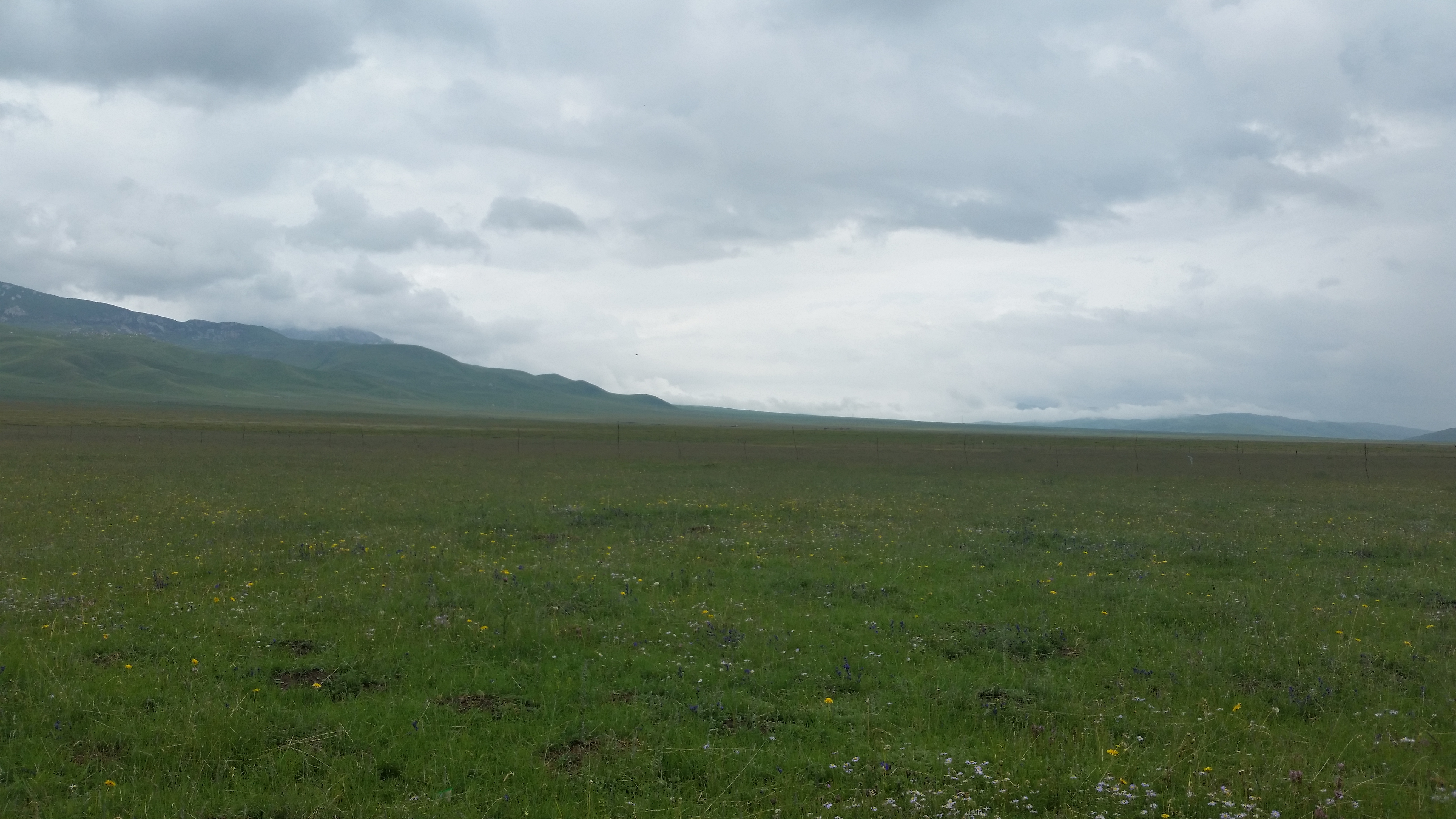 August 6: Zoige grasslands (若尔盖, མཛོད་དགེ་)，3430 m altitude Август 6: Степите Зойге (若尔盖, མཛོད་དགེ་), 3430 м височина