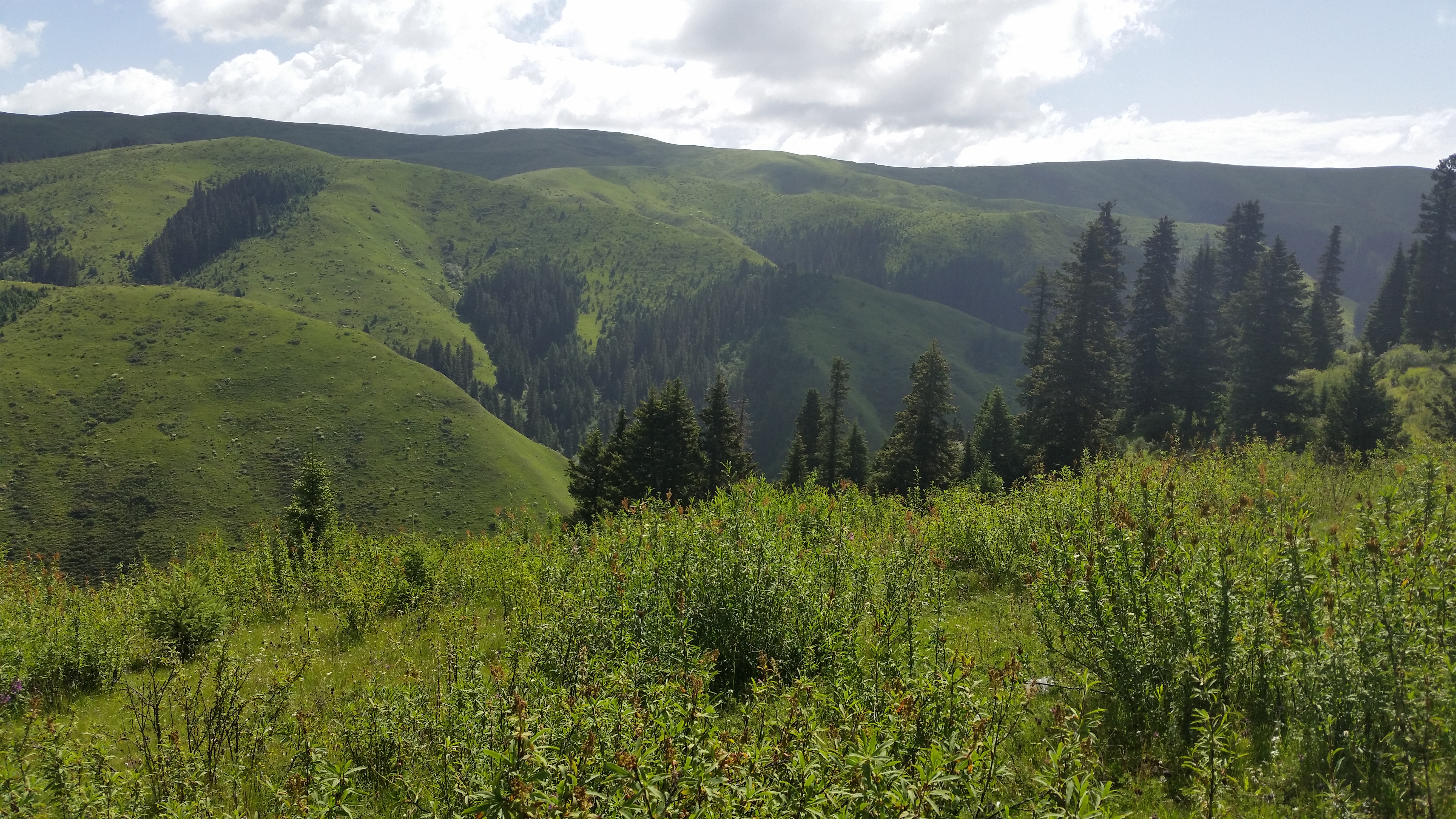 August 9: From Gakog (红原）to Jigdril (久治), 3920 m altitude  Август 9: От Гаког (红原）към Джигдрил  (久治), 3920 м височина