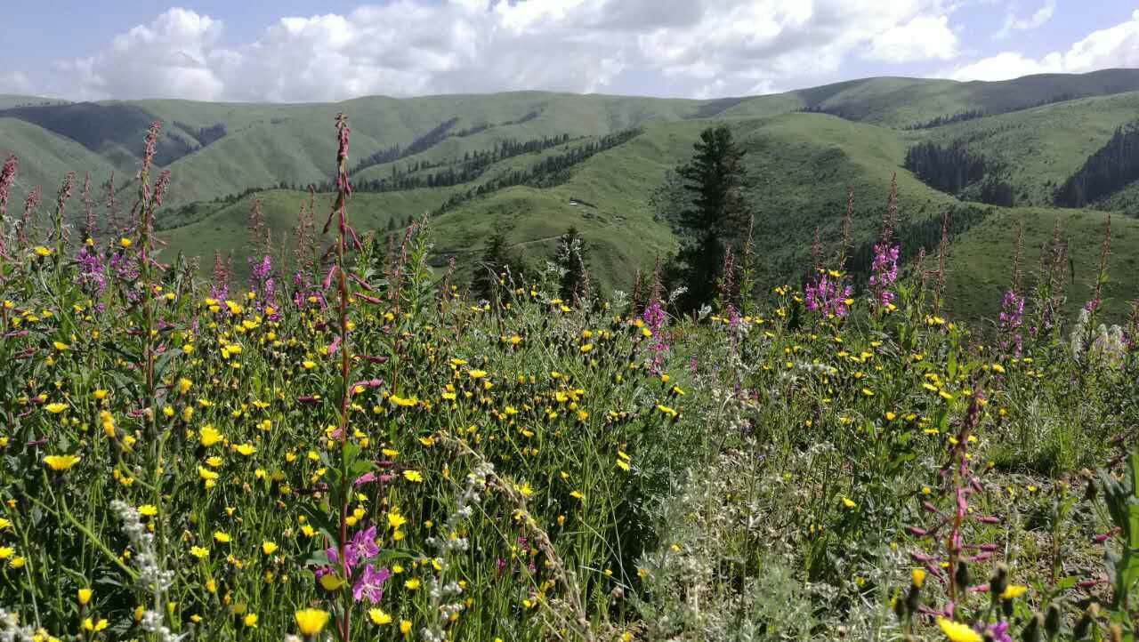 August 9: From Gakog (红原）to Jigdril (久治), 3920 m altitude  Август 9: От Гаког (红原）към Джигдрил  (久治), 3920 м височина