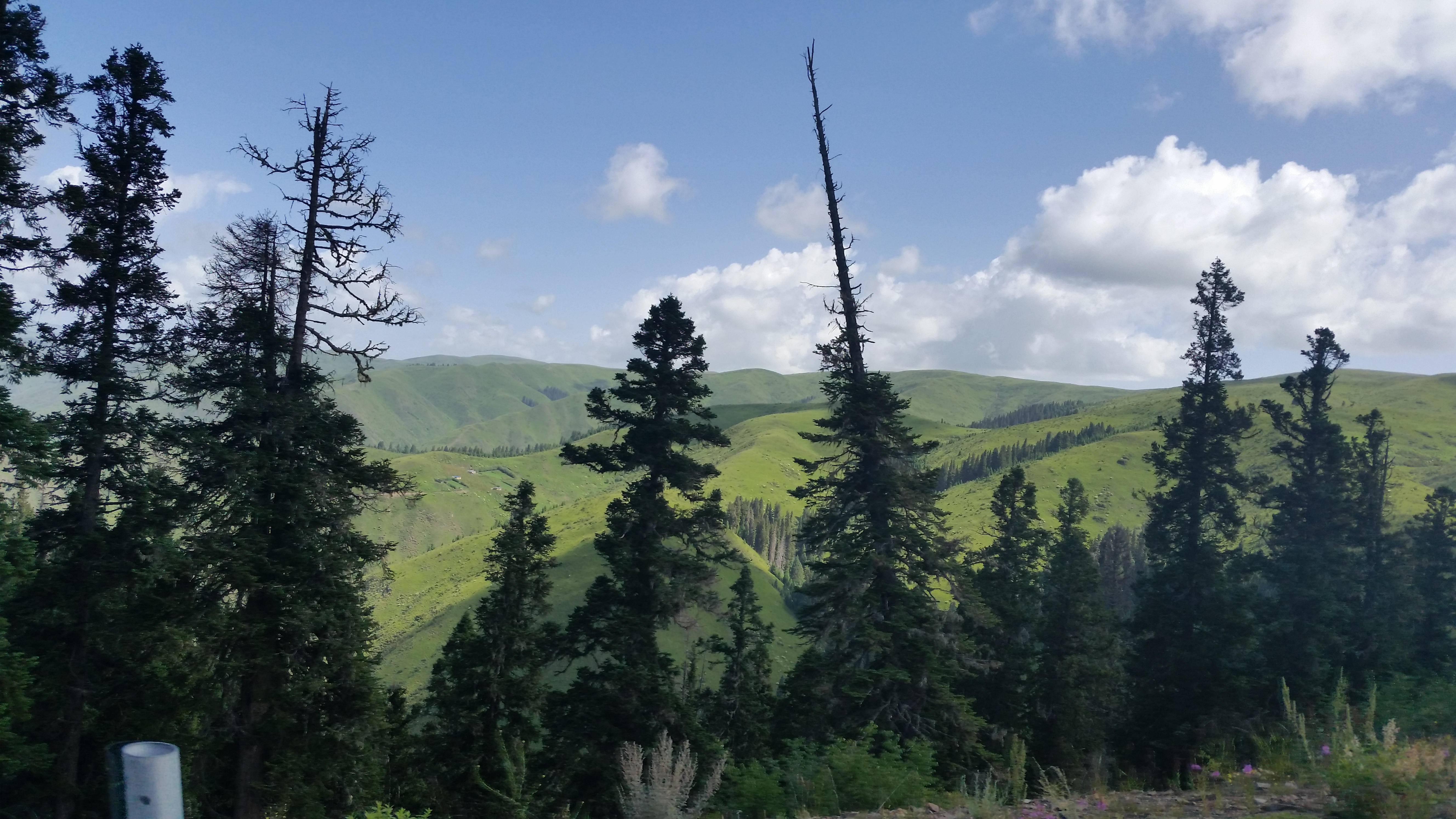 August 9: From Gakog (红原）to Jigdril (久治), 3920 m altitude  Август 9: От Гаког (红原）към Джигдрил  (久治), 3920 м височина