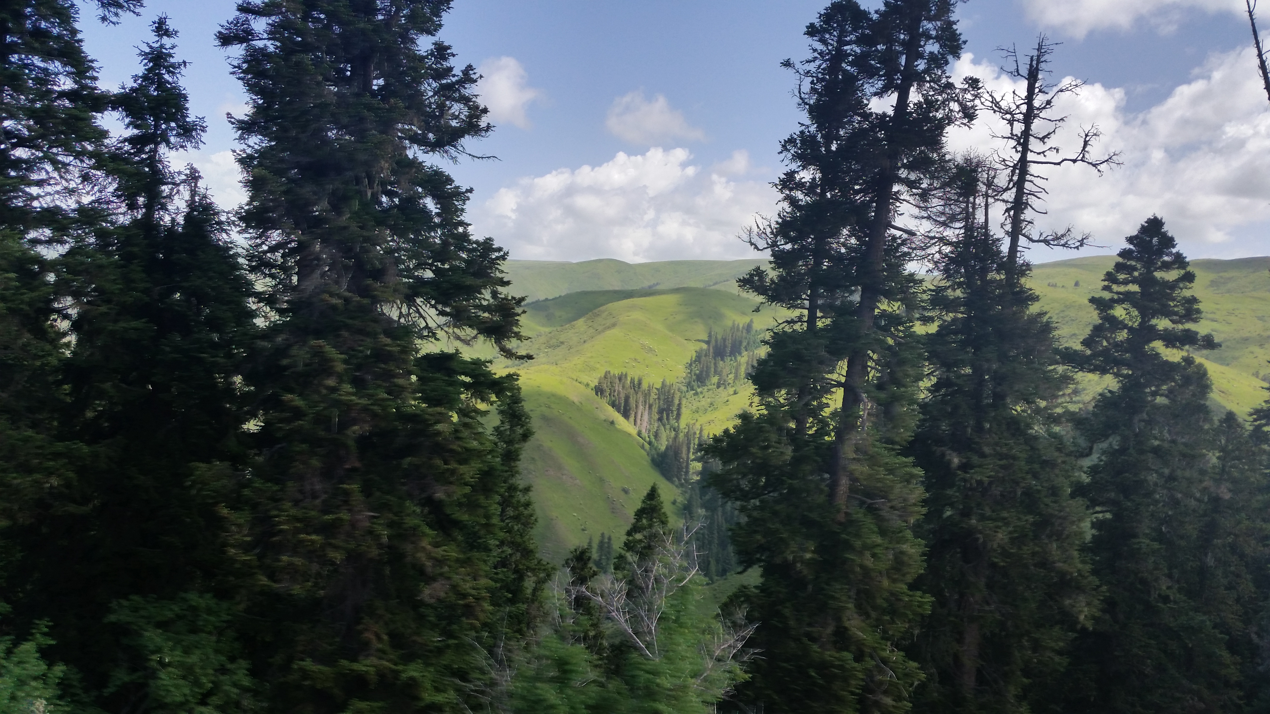 August 9: From Gakog (红原）to Jigdril (久治), 3920 m altitude  Август 9: От Гаког (红原）към Джигдрил  (久治), 3920 м височина