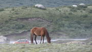 August 10: Nyenbo Yurtse (年保玉则,  གཉན་བོ་གཡུ་རྩེ།), 4020 m altitude  Август 10: Ниенбо Юрце (年保玉则,  གཉན་བོ་གཡུ་རྩེ།), 4020 м висо