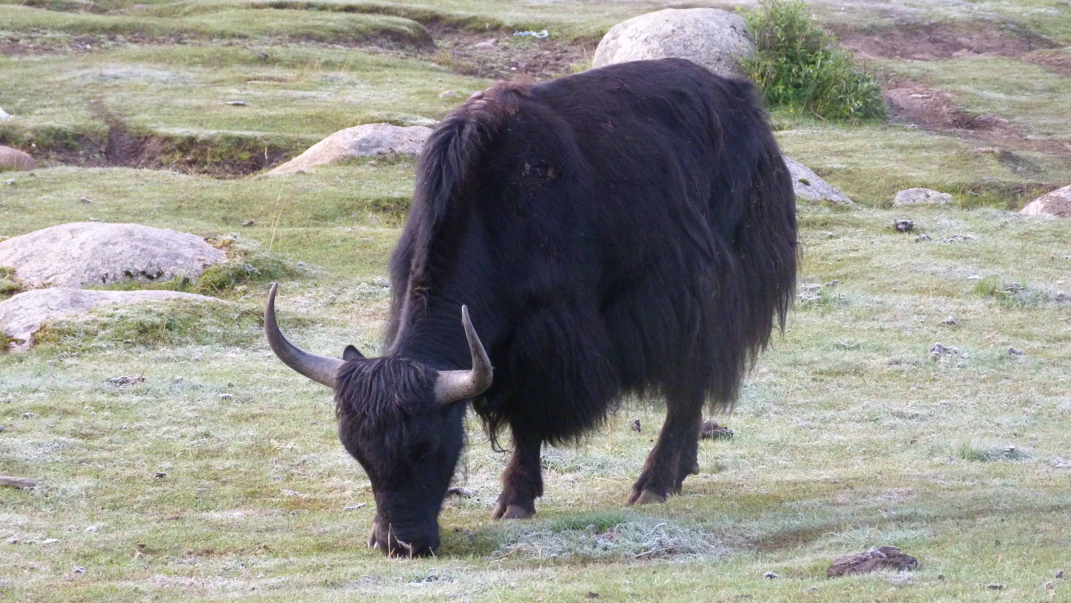 August 10: Nyenbo Yurtse (年保玉则,  གཉན་བོ་གཡུ་རྩེ།), 4020 m altitude  Август 10: Ниенбо Юрце (年保玉则,  གཉན་བོ་གཡུ་རྩེ།), 4020 м висо