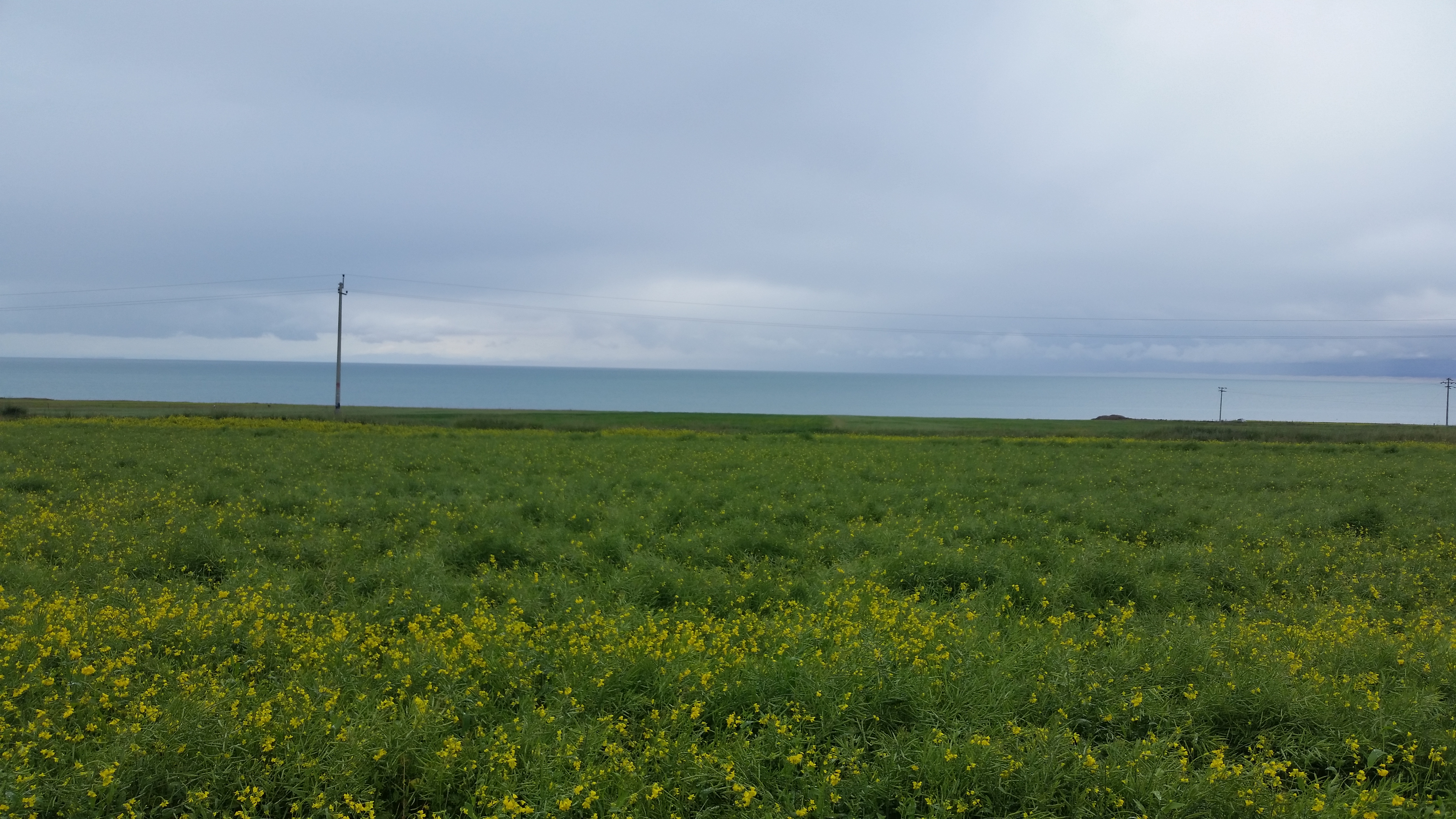 August 11: Qinghai lake (青海湖, མཚོ་སྔོན་པོ།）, 3210 m altitude Август 11: Езерото Чинхай (青海湖, མཚོ་སྔོན་པོ།）, 3210 м височина