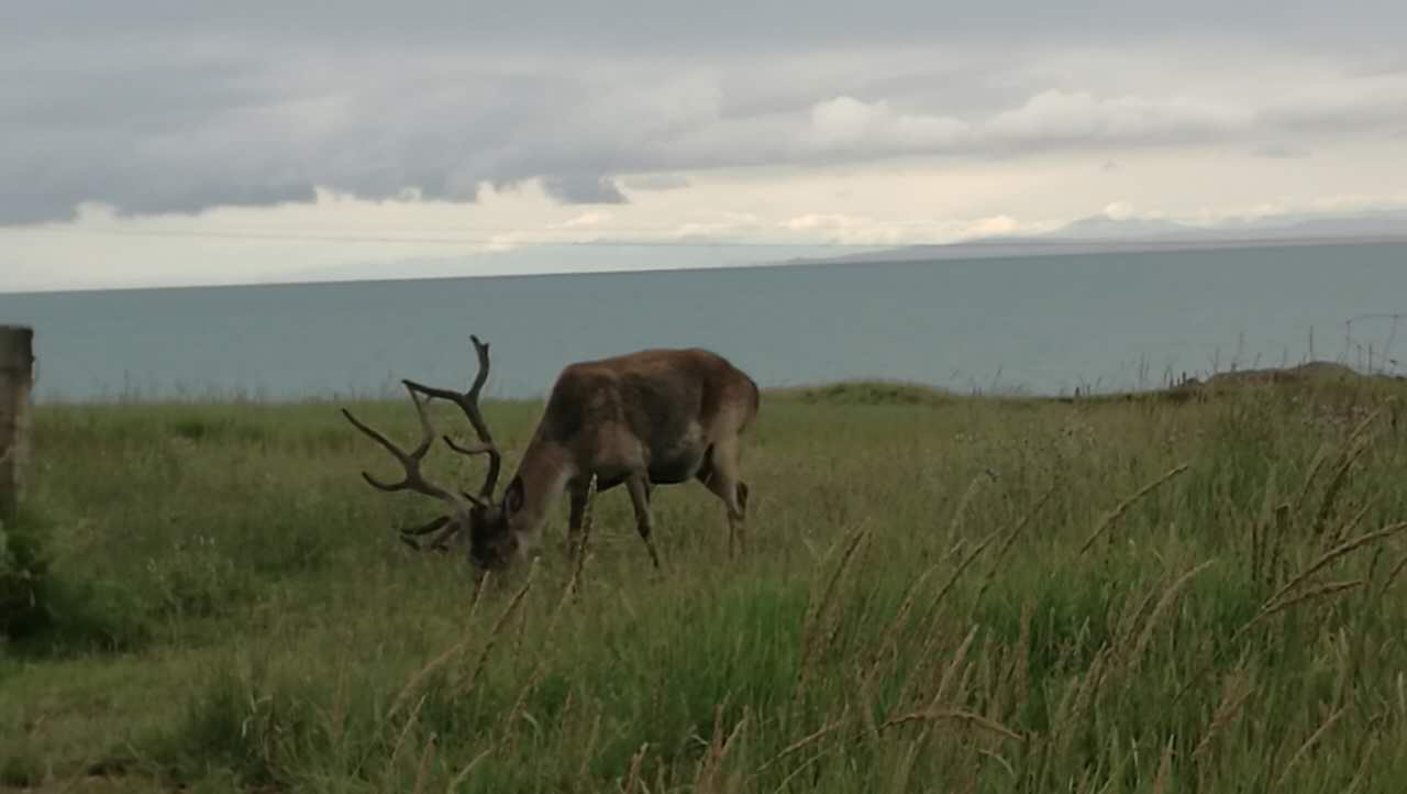 August 11: Qinghai lake (青海湖, མཚོ་སྔོན་པོ།）, 3210 m altitude Август 11: Езерото Чинхай (青海湖, མཚོ་སྔོན་པོ།）, 3210 м височина