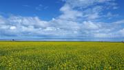 August 12: Qinghai lake (青海湖, མཚོ་སྔོན་པོ།）, 3210 m altitude Август 12: Езерото Чинхай (青海湖, མཚོ་སྔོན་པོ།）, 3210 м височина