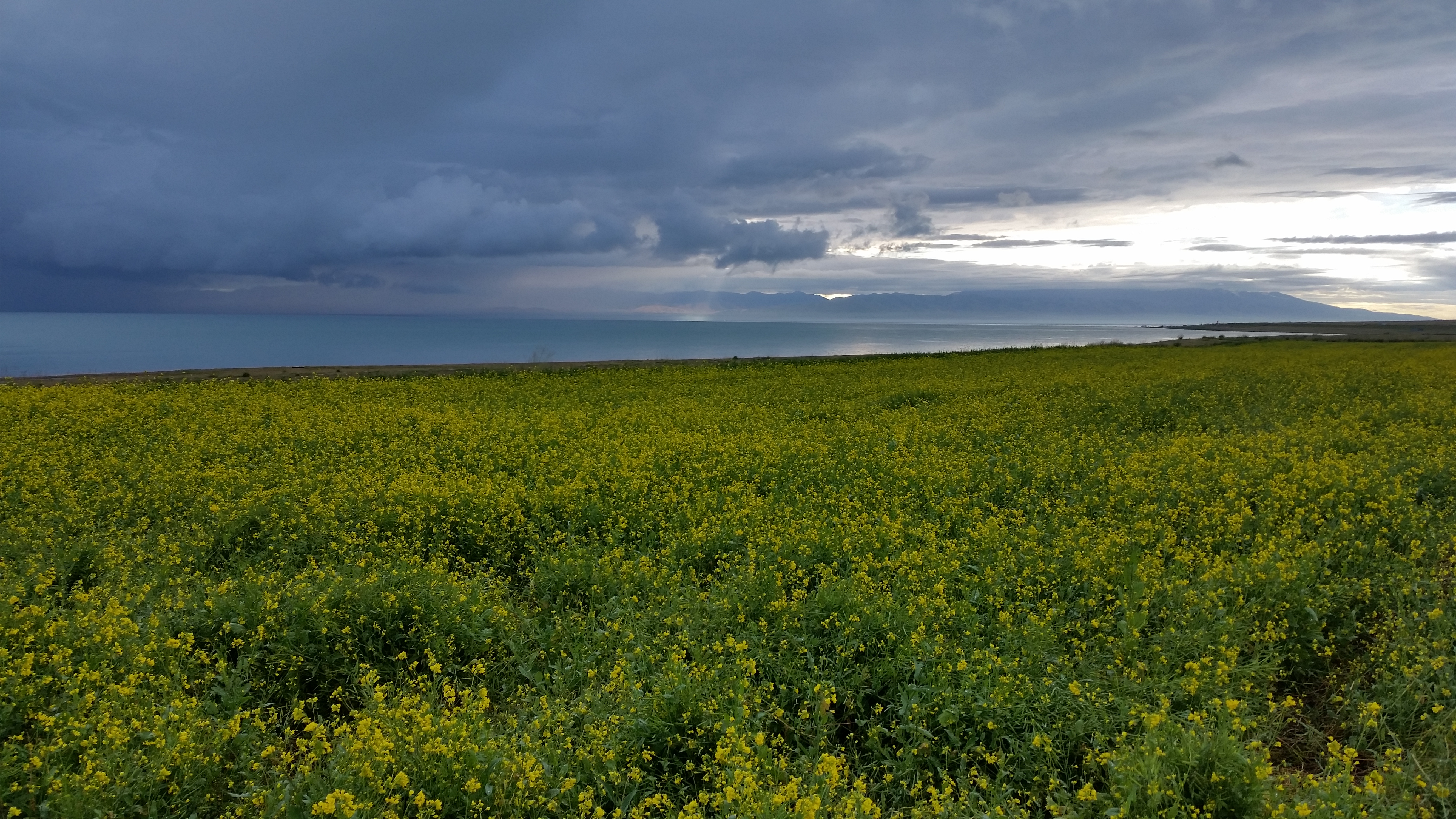 August 12: Qinghai lake (青海湖, མཚོ་སྔོན་པོ།）, 3210 m altitude Август 12: Езерото Чинхай (青海湖, མཚོ་སྔོན་པོ།）, 3210 м височина