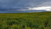 August 12: Qinghai lake (青海湖, མཚོ་སྔོན་པོ།）, 3210 m altitude Август 12: Езерото Чинхай (青海湖, མཚོ་སྔོན་པོ།）, 3210 м височина