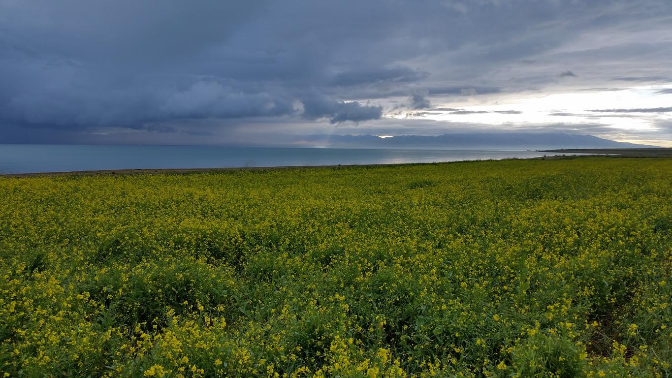 August 12: Qinghai lake (青海湖, མཚོ་སྔོན་པོ།）, 3210 m altitude Август 12: Езерото Чинхай (青海湖, མཚོ་སྔོན་པོ།）, 3210 м височина