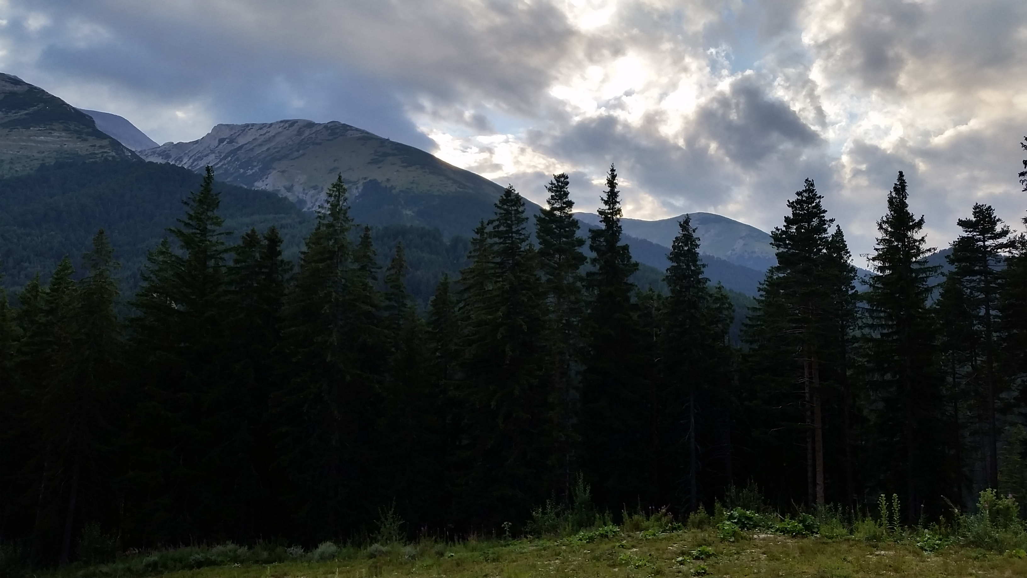 The forest of Pirin
Пиринска гора