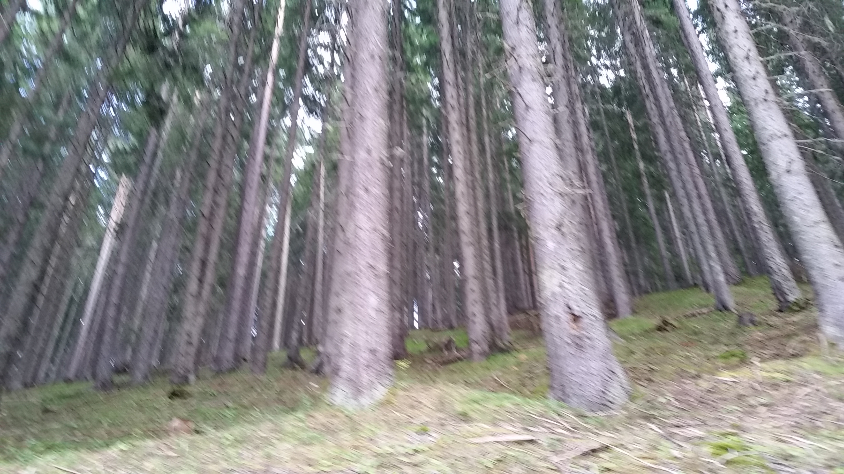 The forest of Pirin
Пиринска гора