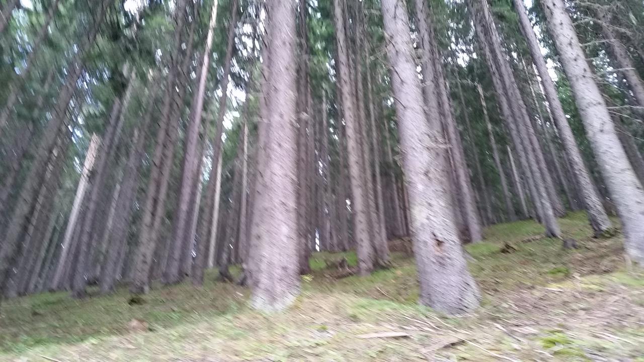 The forest of Pirin
Пиринска гора