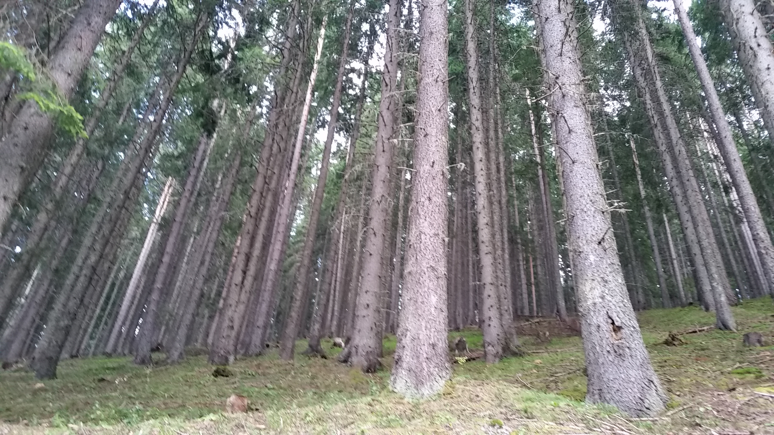 The forest of Pirin
Пиринска гора