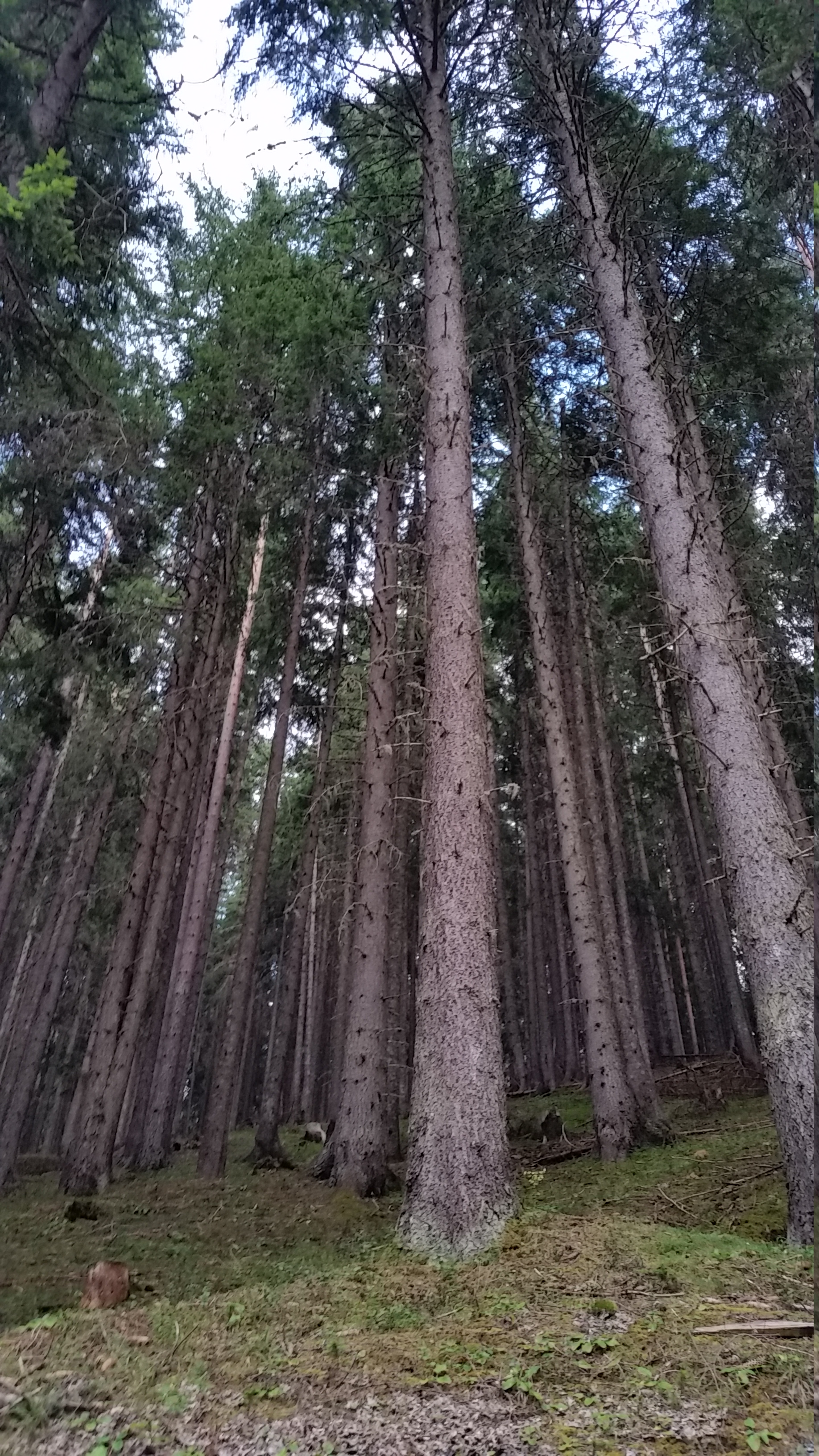 The forest of Pirin
Пиринска гора